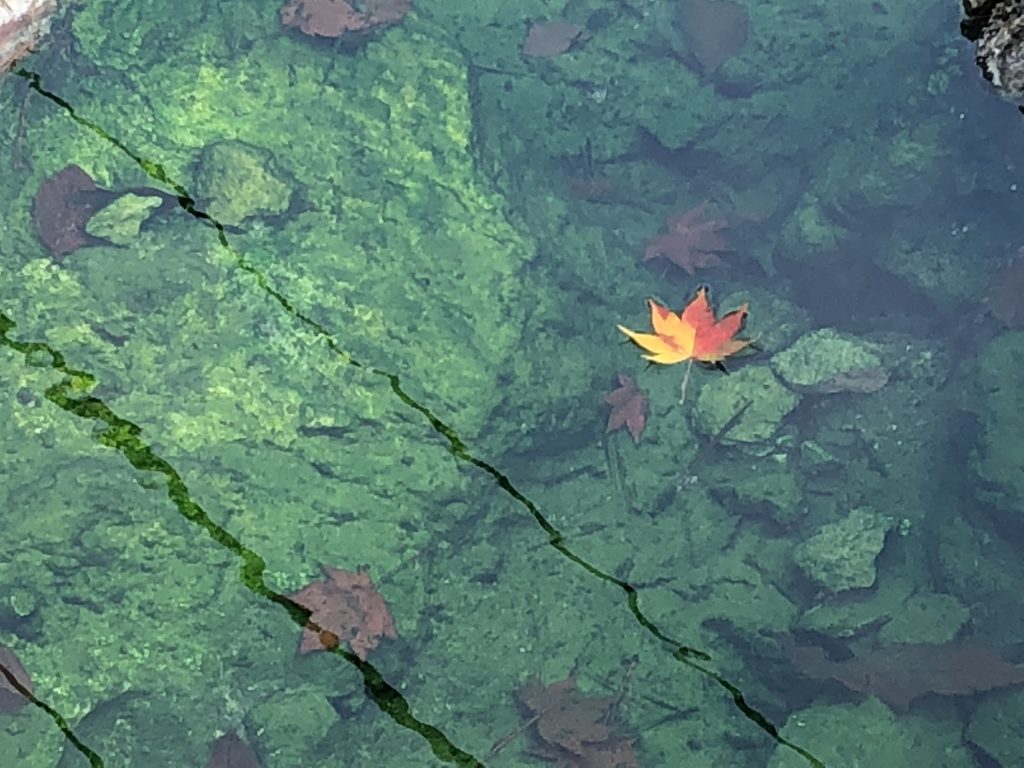 A maple leaf floating in a hot spring.