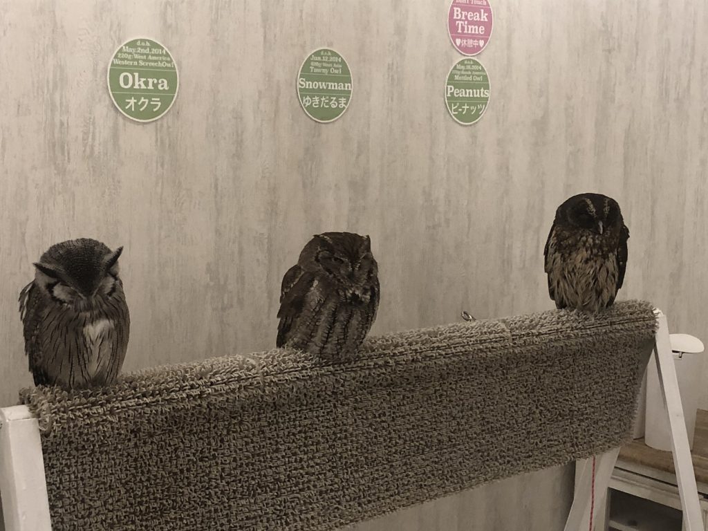 A perch with three small owls on it. Their names are on the wall behind them: Okra, Snowman, and Peanuts.