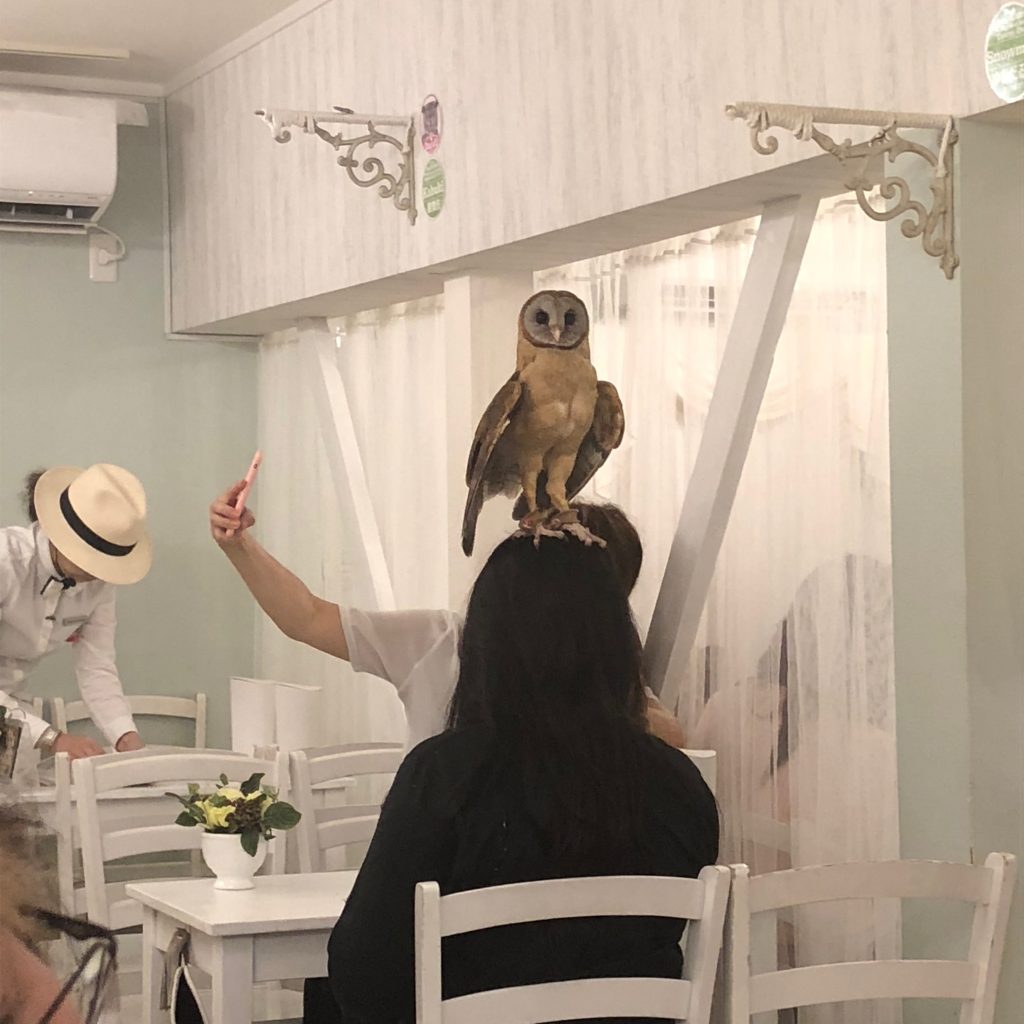 An owl standing on the head of one of the guests.