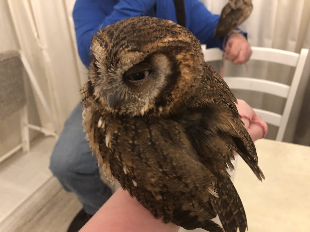 A tiny owl making a scowl-y face.