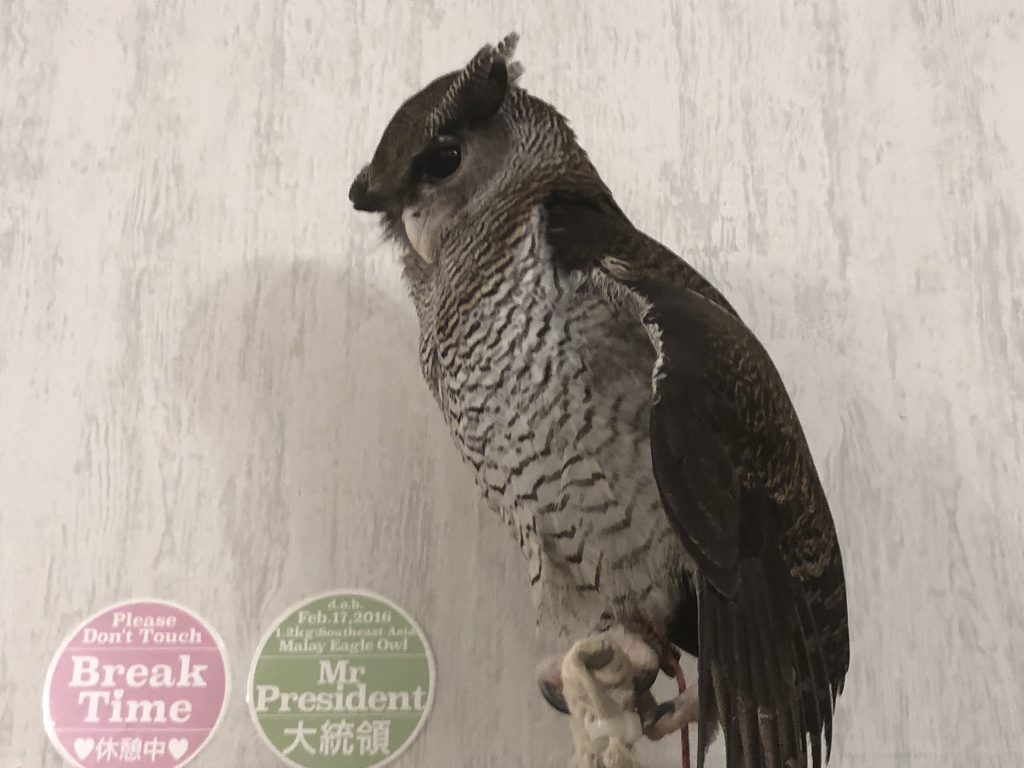 A very regal-looking owl on a high perch looking down at the guests.