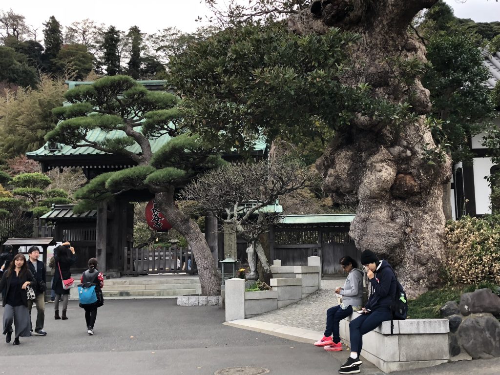 The entrance to the temple. You can see the front gate as well as several gnarled old trees.