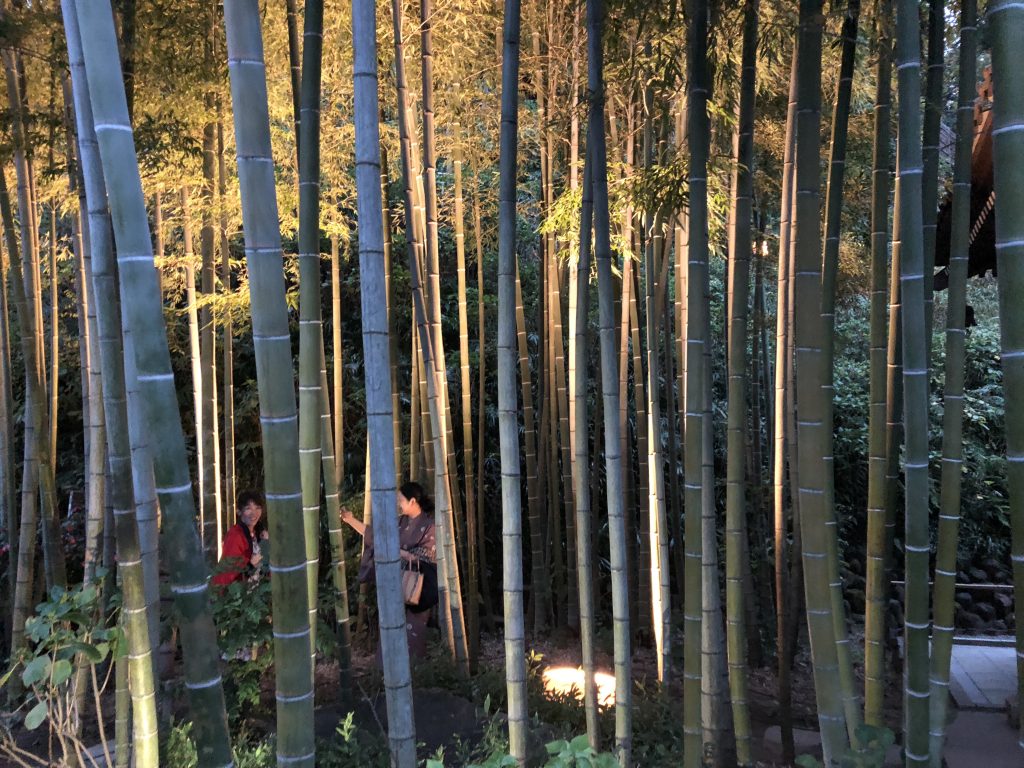 A thick little bamboo thicket lit up for the evening. Two Japanese women are taking selfies inside it.