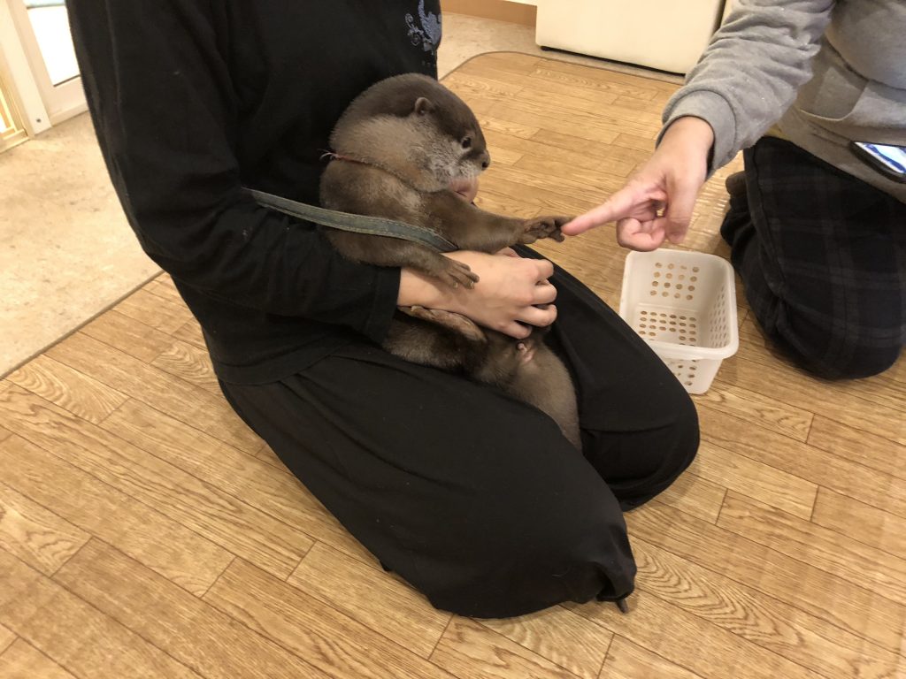 An otter sitting in a caretaker's lap holding the finger of a guest.