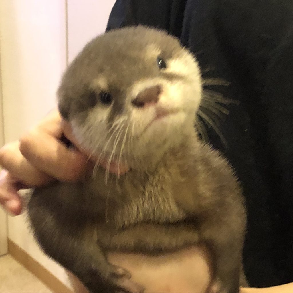 A blurry picture of a baby otter looking at the camera.