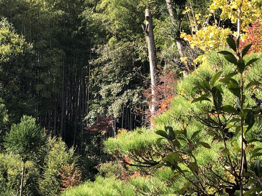 You can see a large bamboo thicket through the trees.