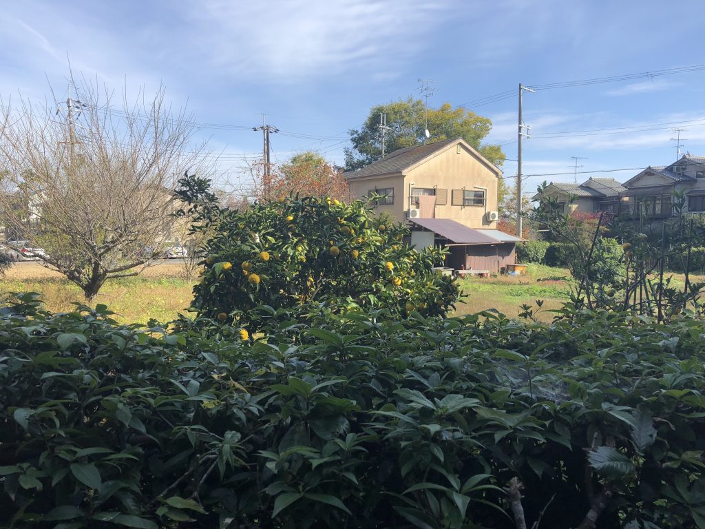 A photo of some neighborhood houses and a fruit tree.