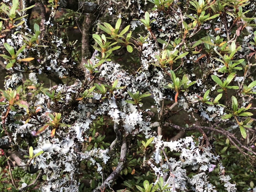 Pale lichen growing over a green bush.