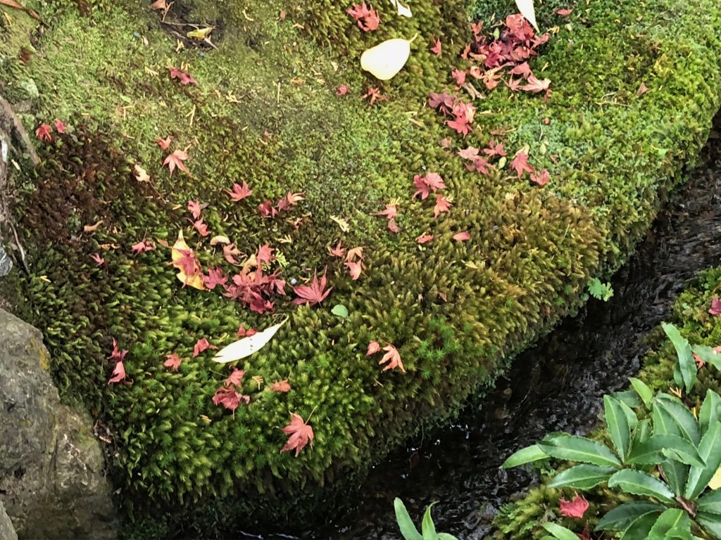 Spiky moss growing over a rock ledge.