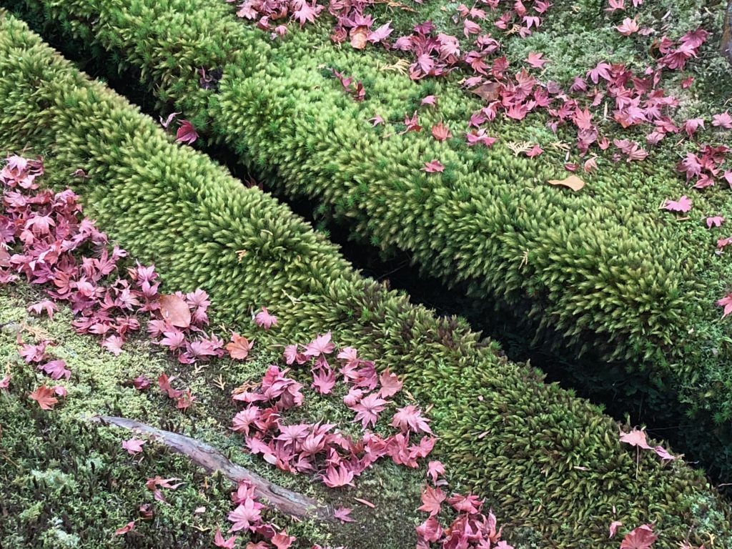 A crevice that's blanketed by tufty moss and red maple leaves.