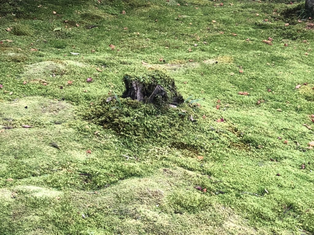A tree stump consumed by moss.