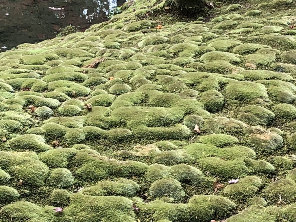 Bumpy moss.