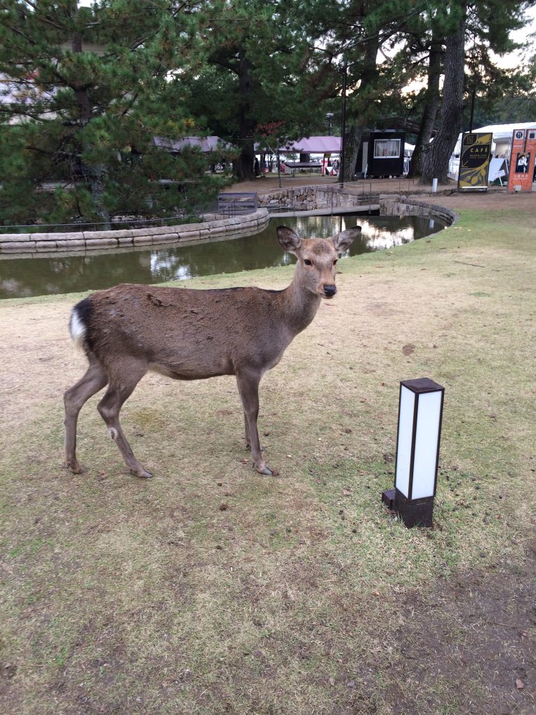 A deer staring me down.