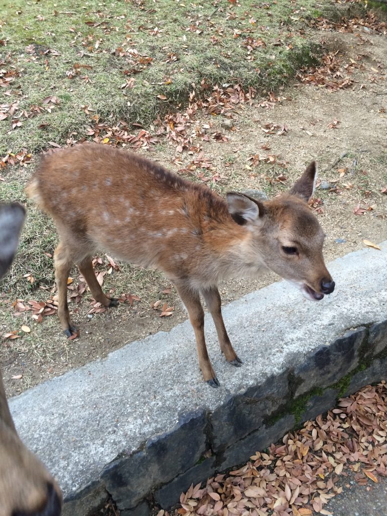 A baby deer screaming.