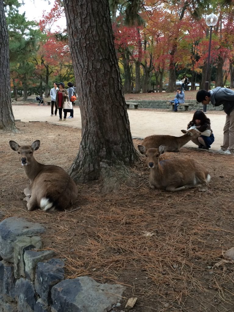 A bunch of deer lying down around a tree, coolly assessing me behind the camera.