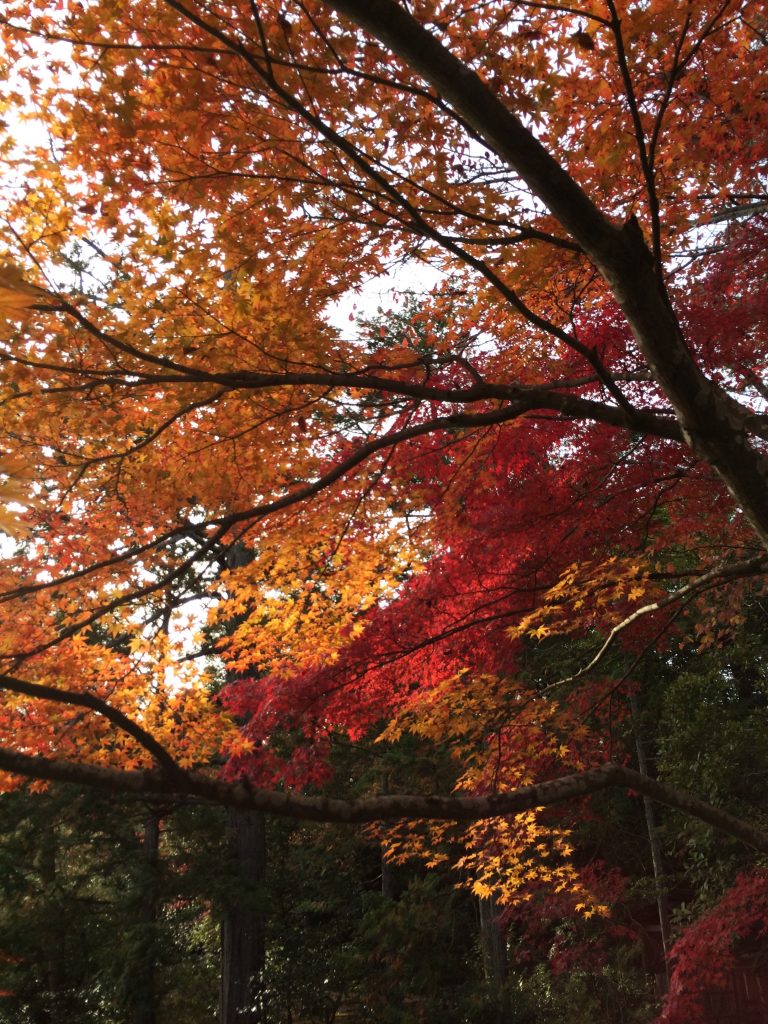 A shot of the autumn leaves.