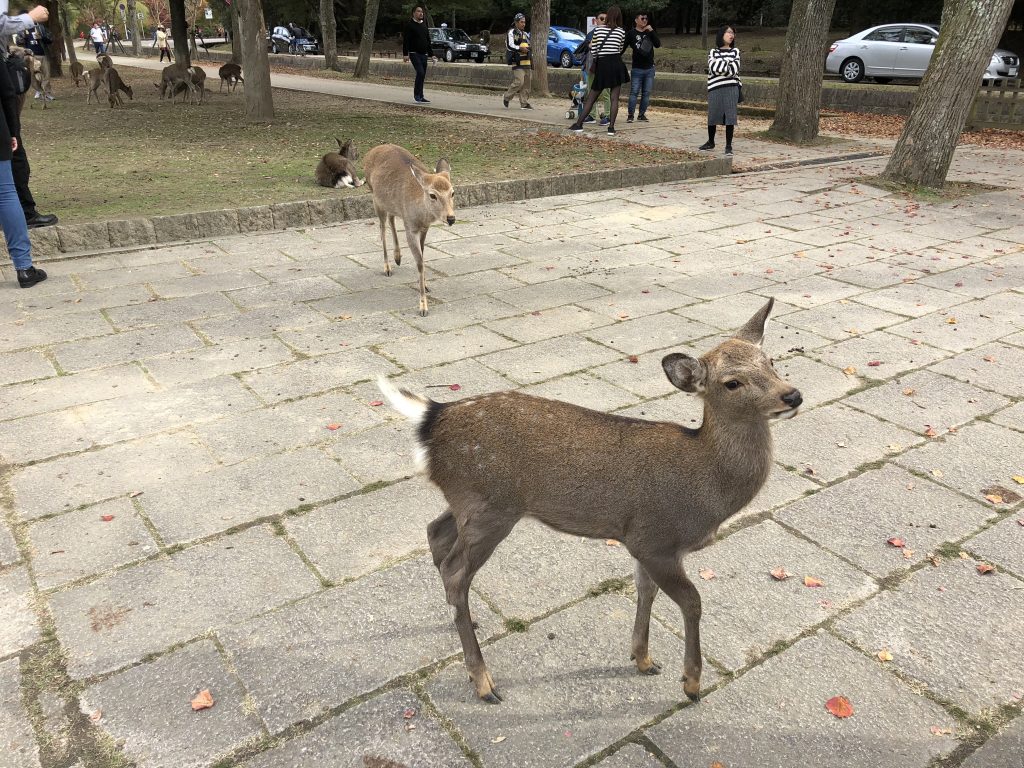 A picture of a deer posing for the camera.