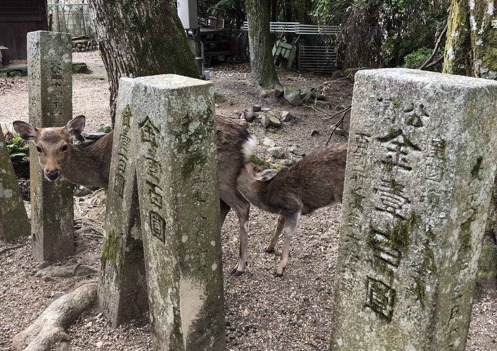 A mother deer and its fawn behind some stone markers. The fawn is nursing.