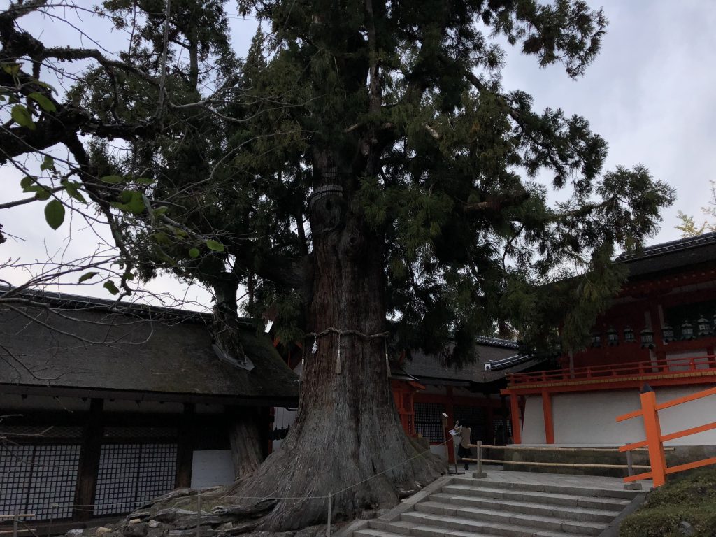 A very old tree with a rope tied around it to denote that it's sacred.