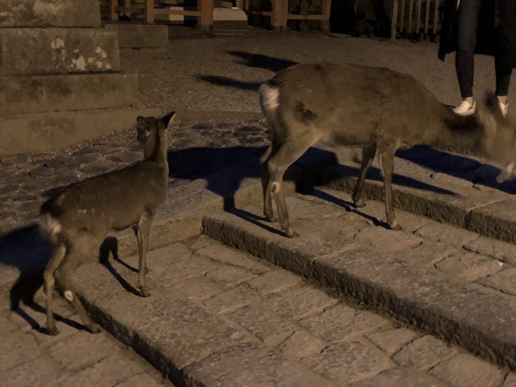 A fawn following its mother.