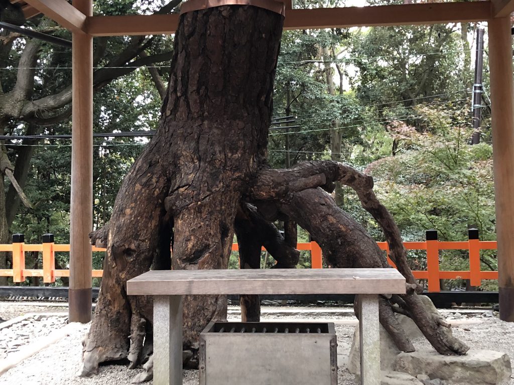 A gnarled portion of tree.