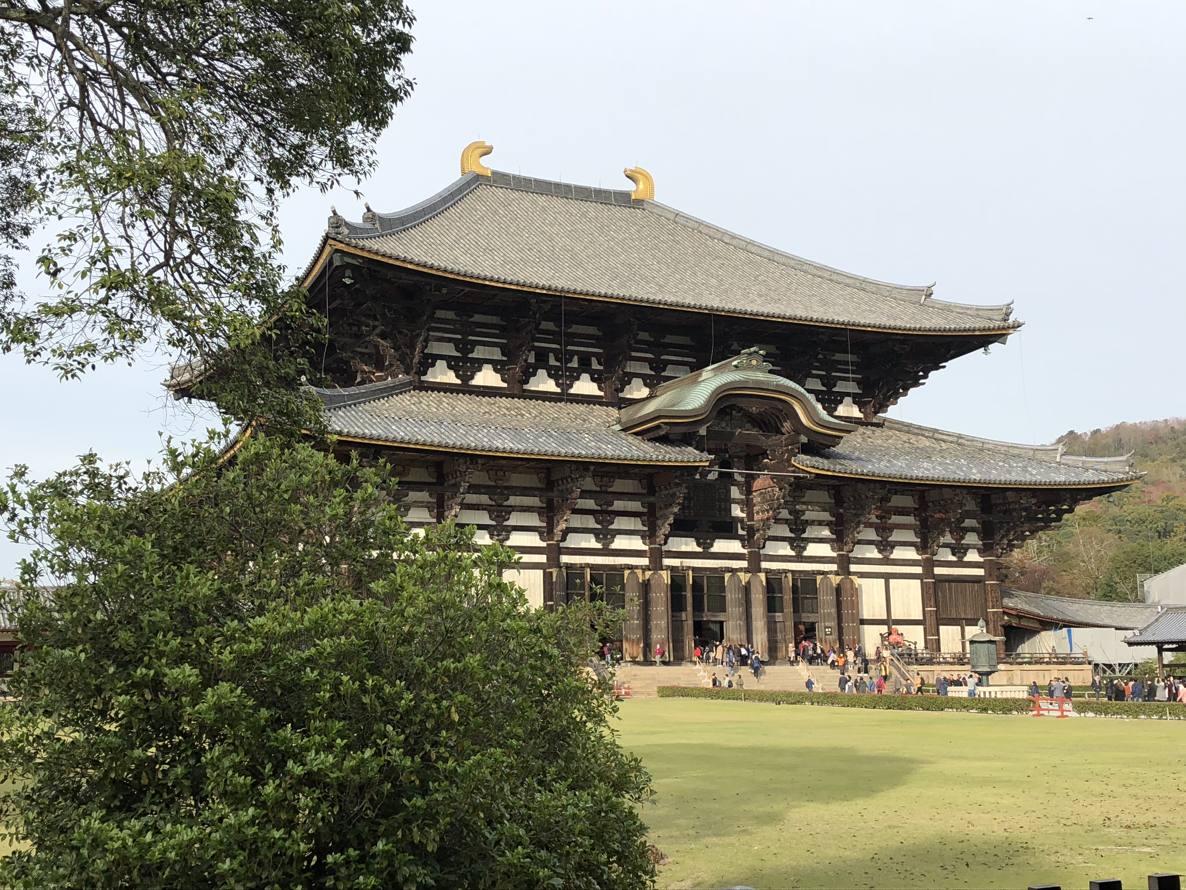 Nara | A Zebra Abroad